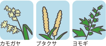 花粉症 スギ ヒノキ 雑草 春日井市の坂井耳鼻咽喉科