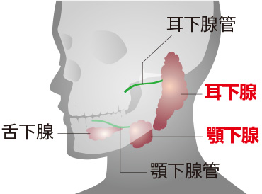 顎 下 腺 の 炎症